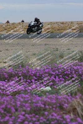 media/Jan-14-2023-SoCal Trackdays (Sat) [[497694156f]]/Turn 14 Exit Bloomig (145pm)/